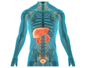 Early Signs of Liver and Kidney Damage You Shouldn’t Ignore