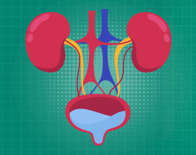 Connection Between Urethral Stricture And Urinary Incontinence