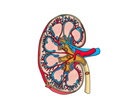 Kidney Stones: What Size Requires Surgery?