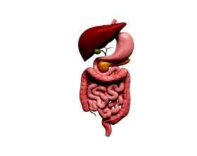 Gallstones Painful Journey: From Liver to Intestine & Treatment