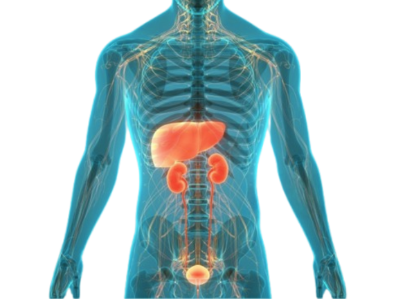 Early Signs of Liver and Kidney Damage You Shouldn’t Ignore