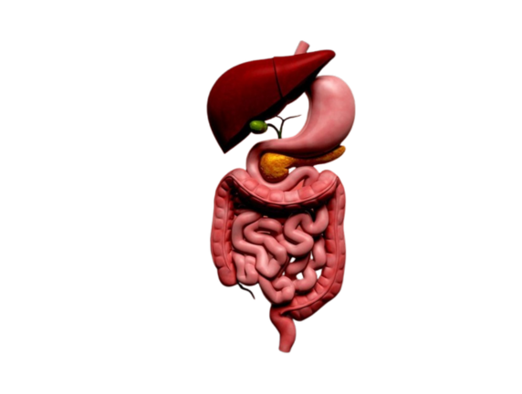 Gallstones Painful Journey: From Liver to Intestine & Treatment