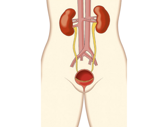 Best Urologist in South Delhi: Advanced Treatment for Kidney stone, Bladder & Prostate Disorders